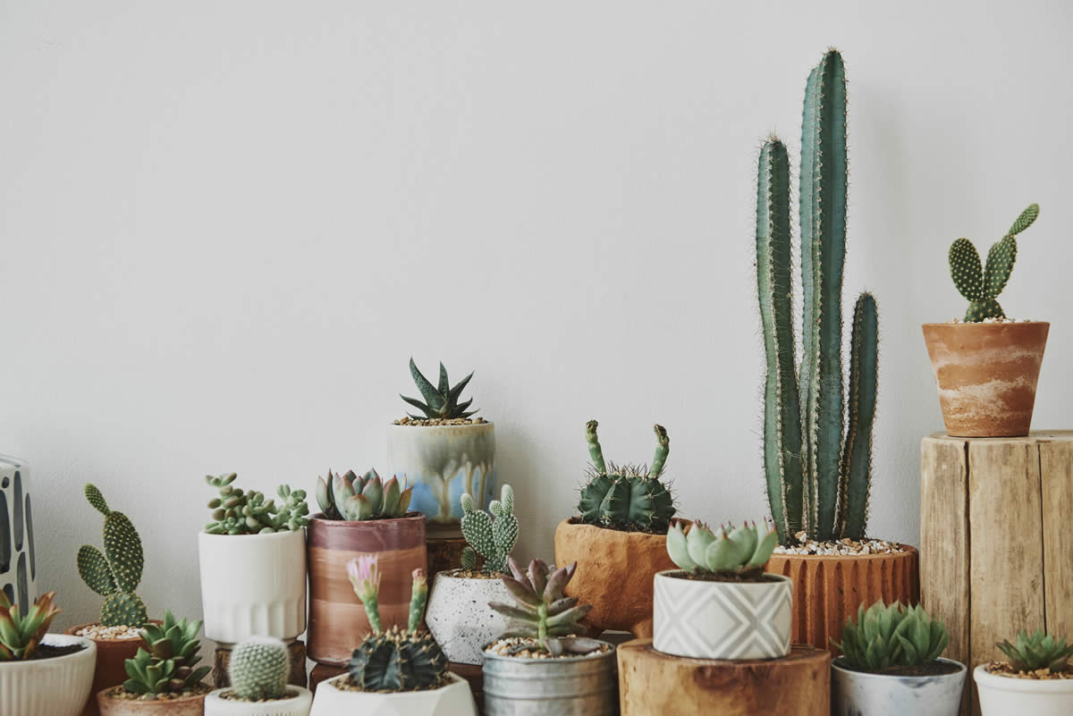plantas-de-apartamento-cactus